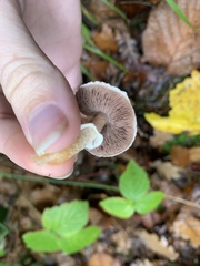 Agaricus sylvicola