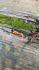 Gloeophyllum sepiarium