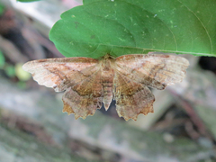 Cepphis armataria