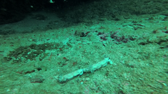 Hypselodoris pulchella