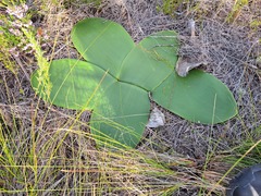 Brunsvigia orientalis