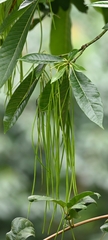 Alstonia