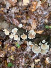 Crepidotus variabilis