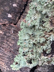 Flavopunctelia soredica