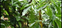 Alstonia