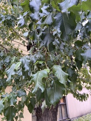 Populus × petrowskiana