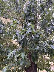 Populus × petrowskiana