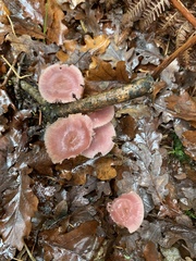 Mycena rosea