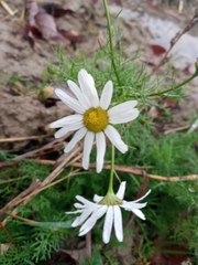 Tripleurospermum inodorum