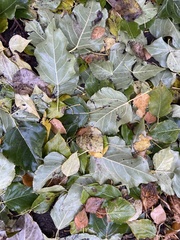 Populus × petrowskiana