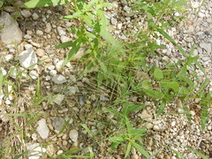 Leptochloa mucronata