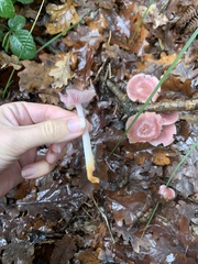 Mycena rosea