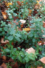Vaccinium vitis-idaea