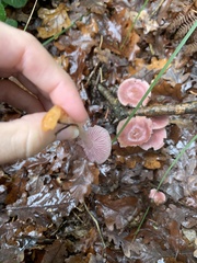Mycena rosea