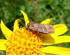 Eriopygodes imbecilla