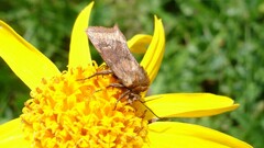 Eriopygodes imbecilla