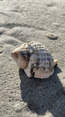Trophon geversianus