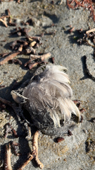 Procellariidae