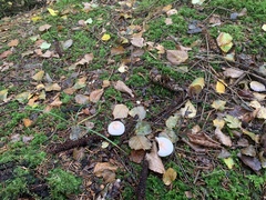 Agaricus sylvicola