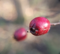 Crataegus