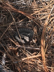 Crotalus pricei