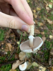 Agaricus sylvicola