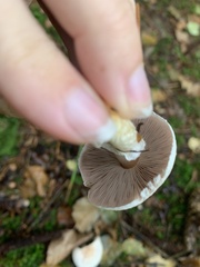 Agaricus sylvicola