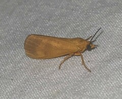 Virbia aurantiaca