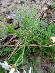 Tripleurospermum inodorum