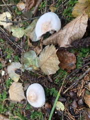 Agaricus sylvicola