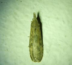 Lamoria anella