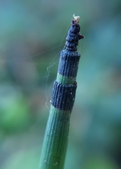 Equisetum hyemale