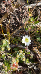 Cerastium arvense