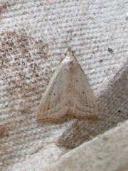 Macrochilo louisiana