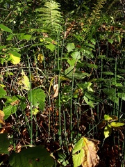 Equisetum hyemale