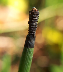 Equisetum hyemale