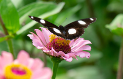 Hypolimnas misippus