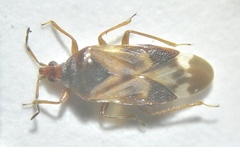 Anthocoris