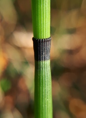 Equisetum hyemale