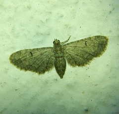 Eupithecia ultimaria