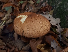 Pholiota squarrosa