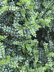 Zanthoxylum beecheyanum