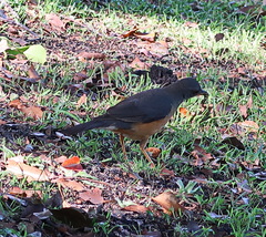 Turdus olivaceus olivaceus