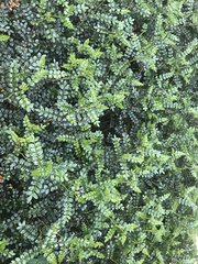 Zanthoxylum beecheyanum