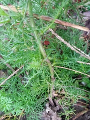 Tripleurospermum inodorum