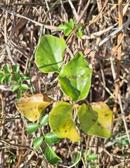 Cocculus orbiculatus