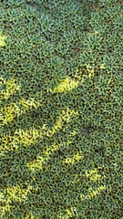 Bolax gummifera