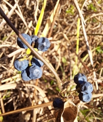 Cocculus orbiculatus