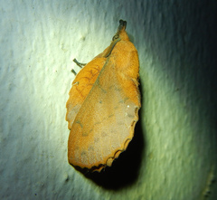 Gastropacha quercifolia