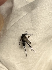 Psorophora cyanescens